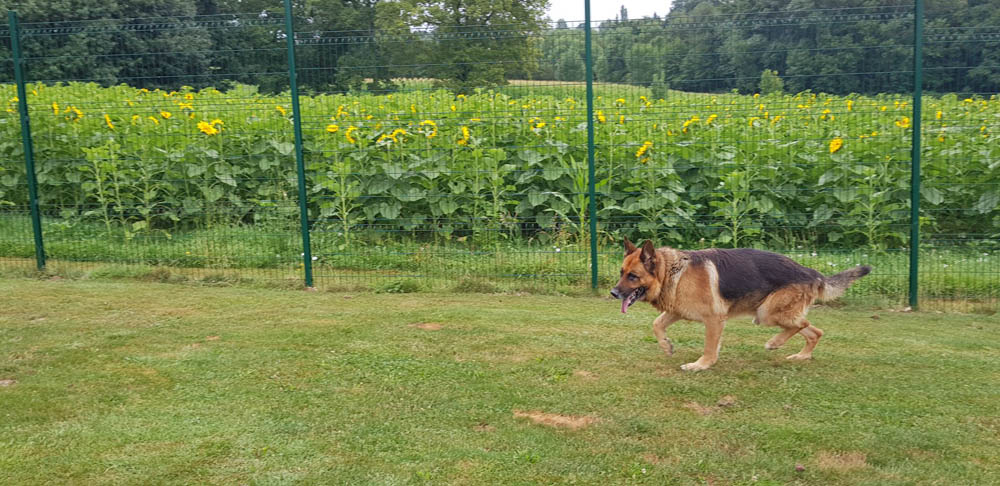 Chenil avec parc et jardin